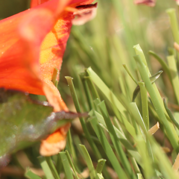 Synthetic Grass product close-up All Natural 75, red flower, green leaf. Field Green, Olive Green colors.