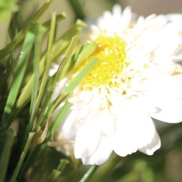 Oasis Light