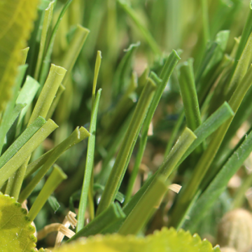 Best Synthetic Field S Blade 66 oz. Grass For Homes