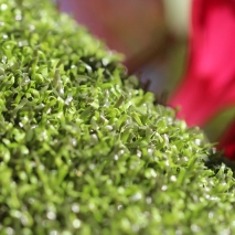 proputt44.jpg Artificial Grass