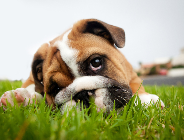 Artificial Grass Pet Areas